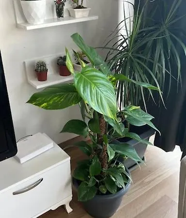 Super . Malsak 1453 Rezidans, 3 Yatak Oda,balkonlu Apartmán Istanbulská provincie